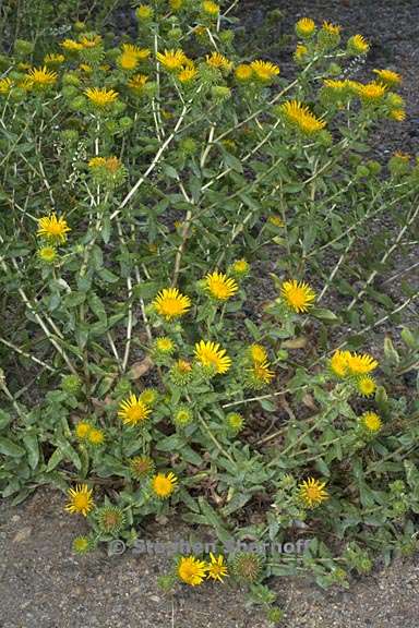 grindelia squarrosa var serrulata 1 graphic